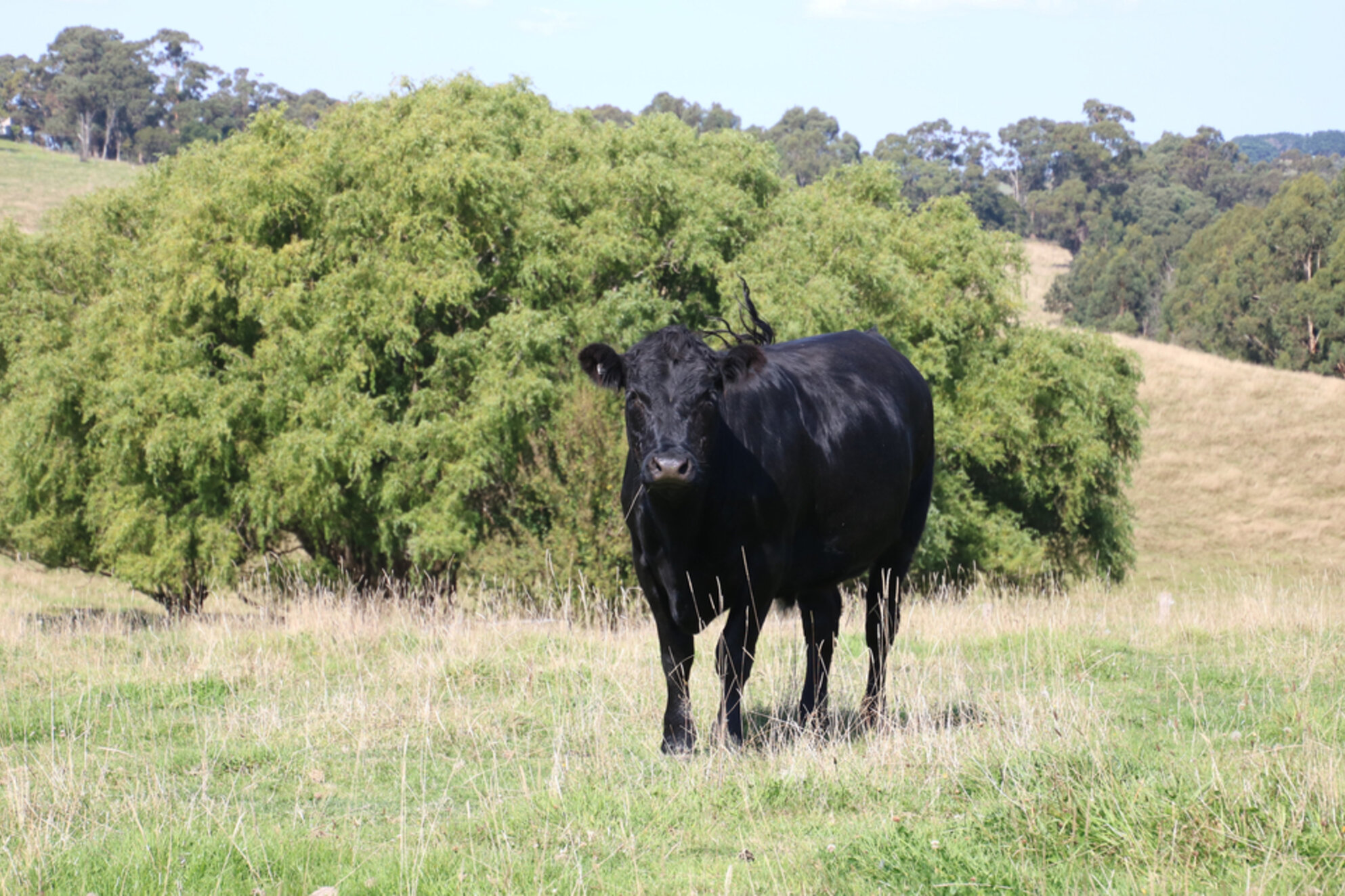 Simple, affordable weigh technology set bring healthy returns - Case Study