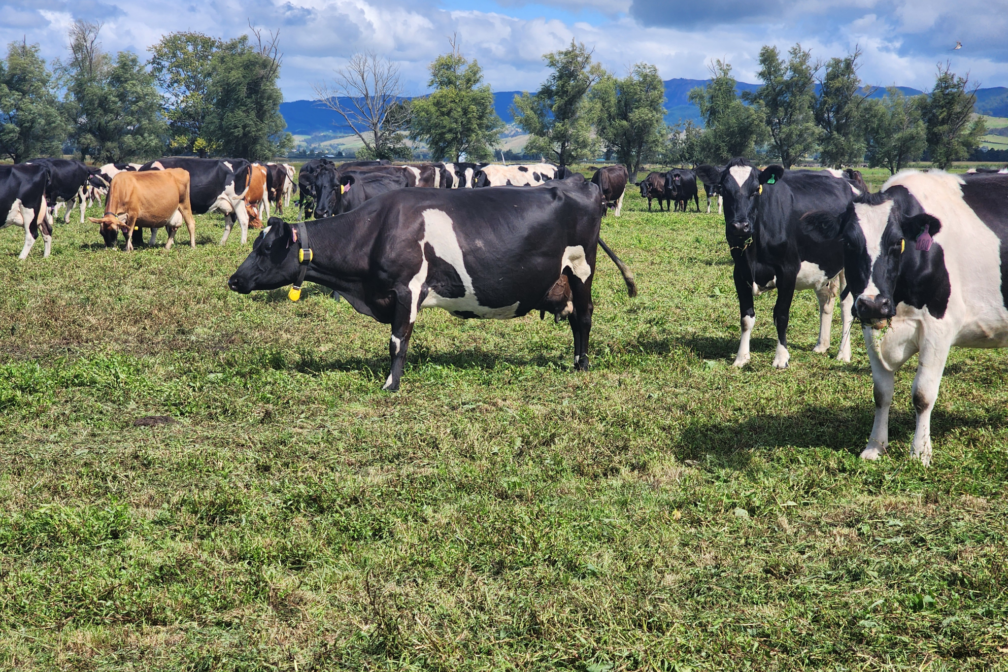 TT Active Tag On Farm 