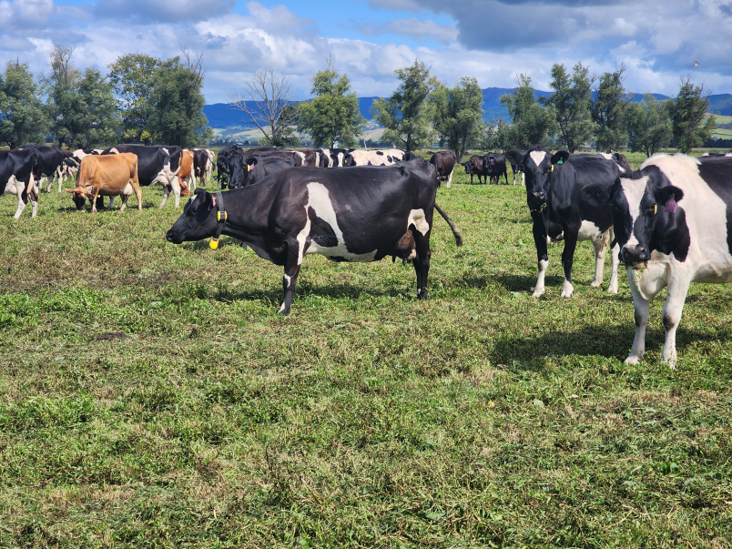 TT Active Tag On Farm 