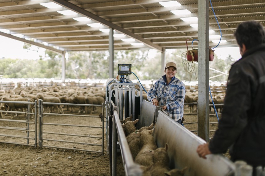 Weighing Category Banner